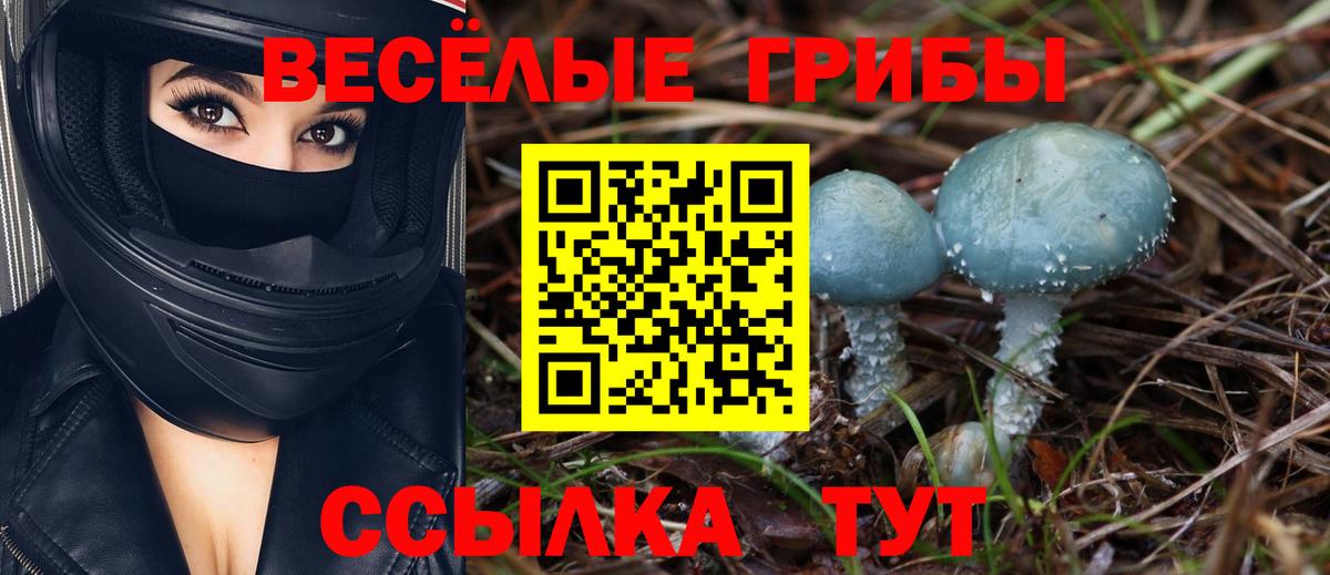 Галлюциногенные грибы Cubensis Кизляр